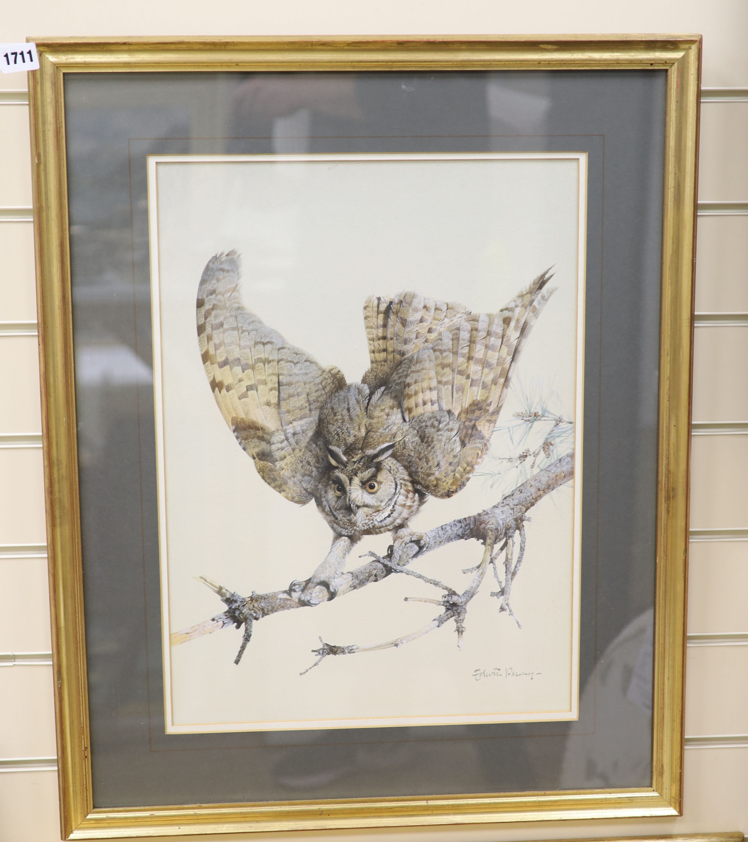 Edwin Penny (1930-2016), watercolour, Long-eared owl on a branch, signed, 50 x 37cm